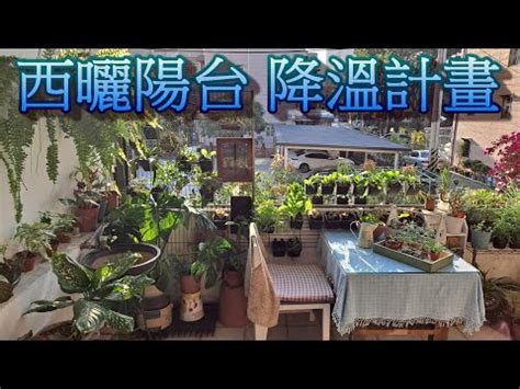 西曬陽台樹木|【適合西曬陽台的植物】「解決西曬陽台煩惱！25 種適合西曬陽。